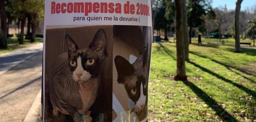 Gato perdido en Valentia: recompensa de 2.000 euros  Dos mil euros por Sam en Valentia