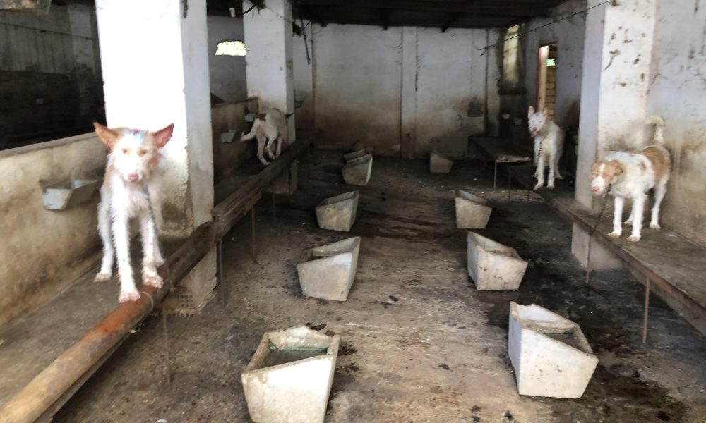 25 perros de caza moribundos decomisados en una rehala de Hornachuelos (Córdoba)