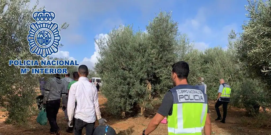 Desarticulada una organización criminal que explotaba a extranjeros en "duras condiciones" en la campiña sevillana.