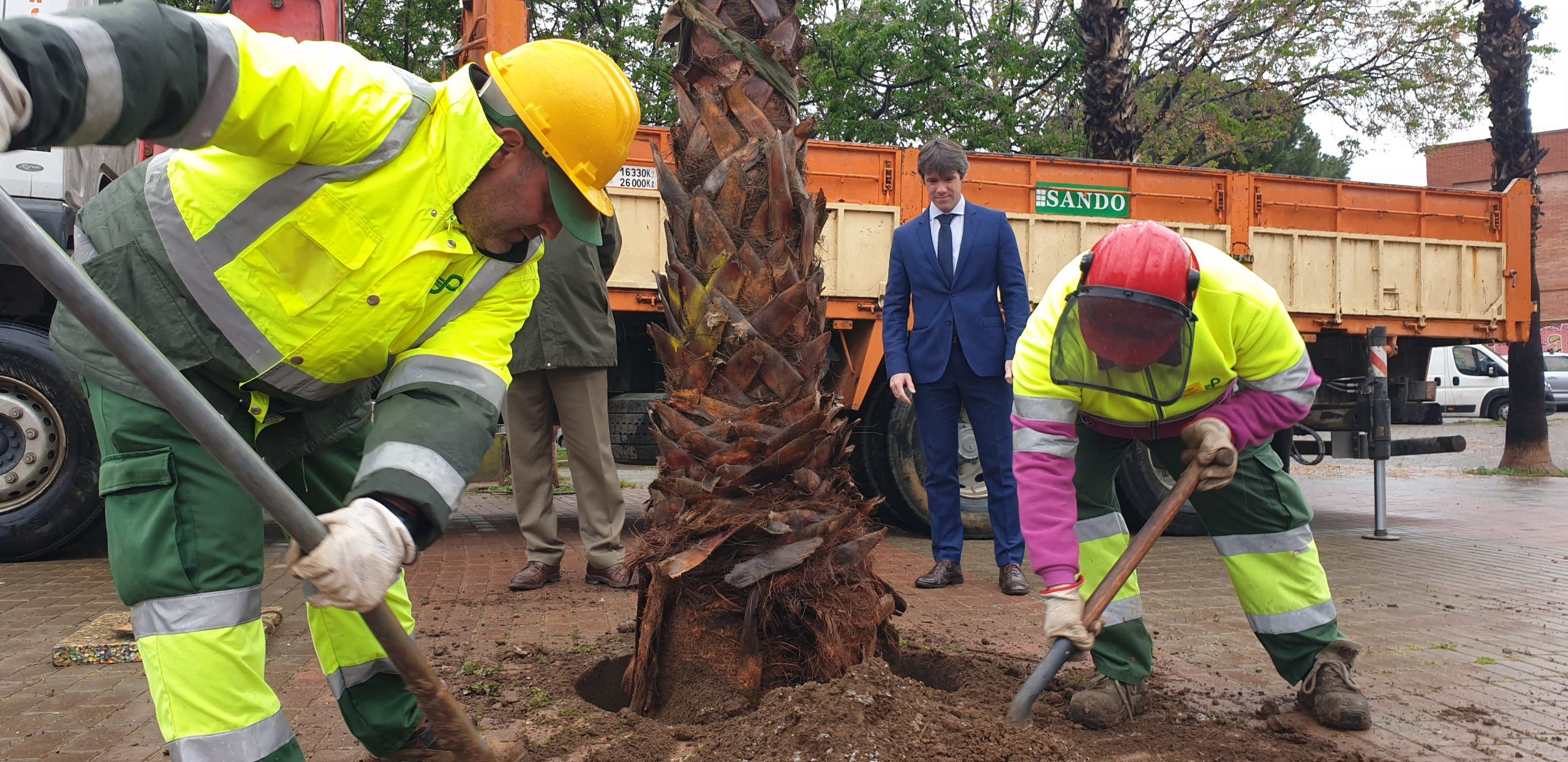 El Ayuntamiento coloca 7 palmeras en el Parque Rojo de Pino Montano para completar los alineamientos - Noticias