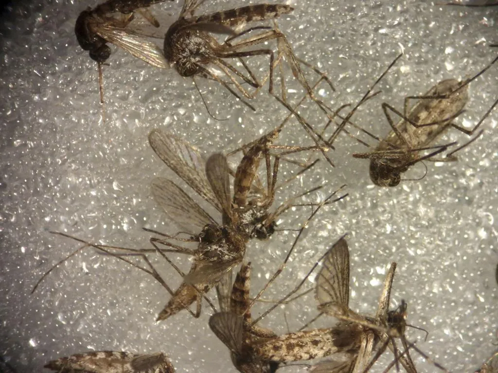Fallece un vecino de Los Palacios por el virus del Nilo, undécima muerte en la provincia de Sevilla