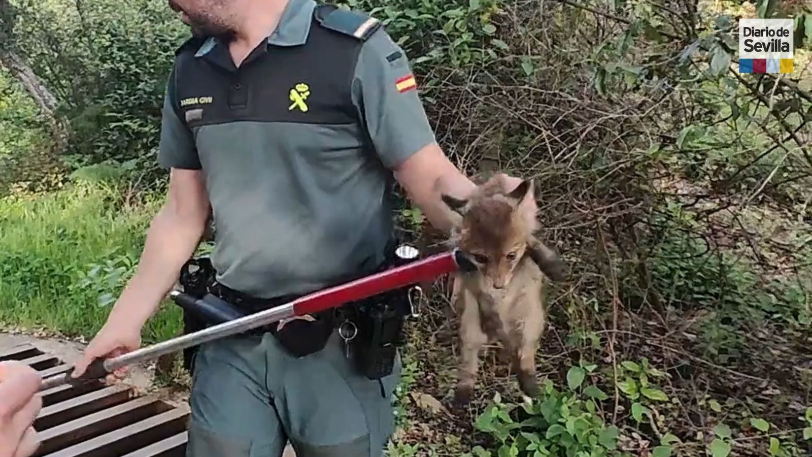 La Guardia Civil rescata en Constantina a dos cachorros de zorro atrapados en un pasaporte canadiense