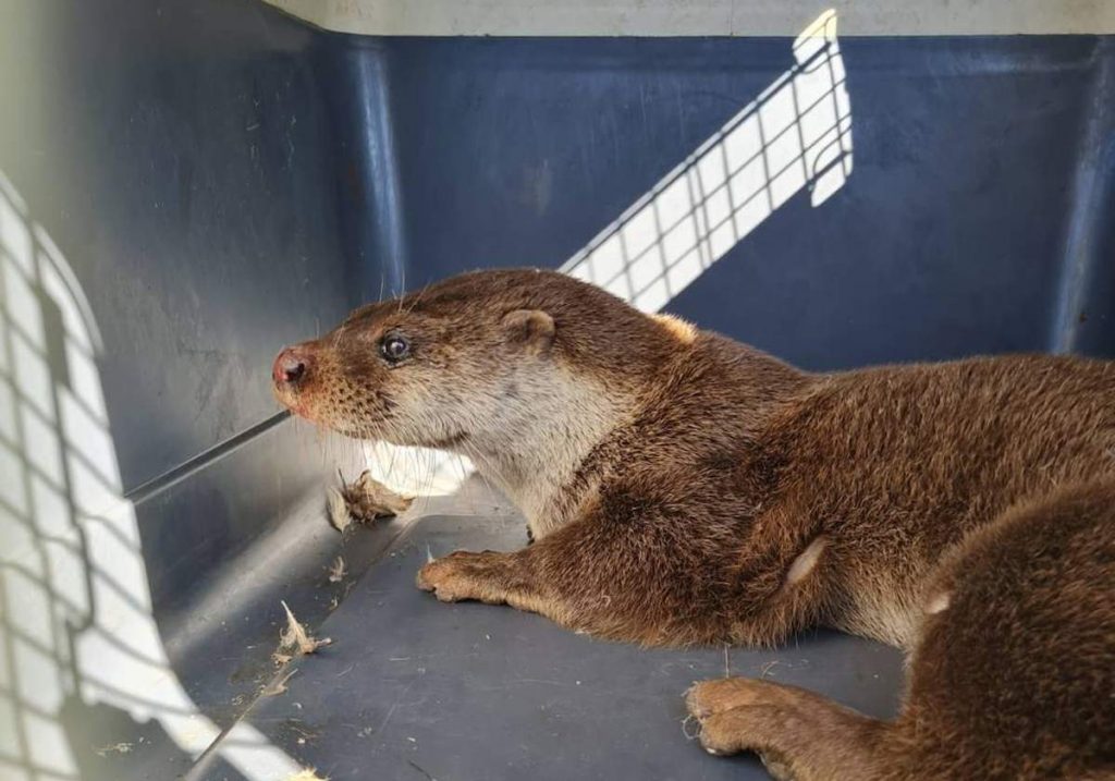 La Policía Local de Córdoba captura una nutria que deambulaba cerca de Carlos III