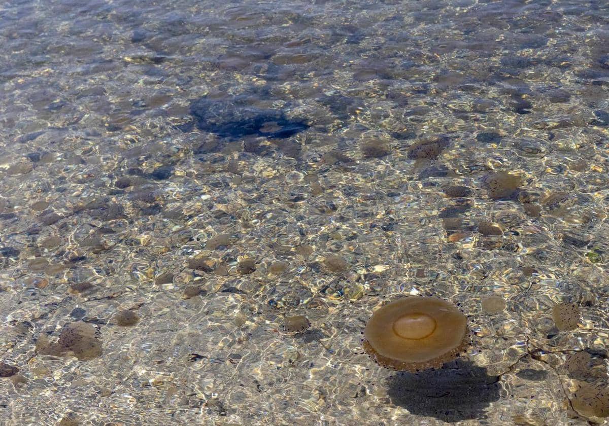 Playas con medusas hoy (29 de agosto) en Alicante, Valencia y Castellón