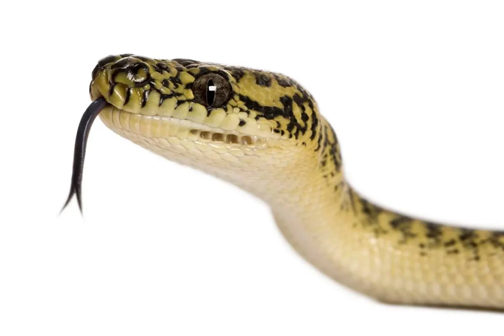 Se salva la vida de un hombre en Sevilla contando los dientes de la serpiente que le mordió.