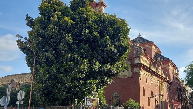 Triana se movilizó para que no se corte el ficus histórico de San Jacinto