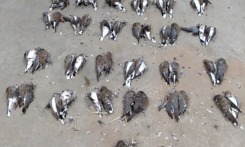 Un grupo de cazadores furtivos sorprendidos cazando tórtolas furtivamente en un coto de caza de Écija